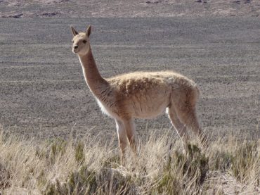Lama in Valdivia